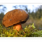 bolet à pied rouge (boletus erythropus)