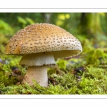 Amanita rubescens ( Amanite rougissante, Golmotte, Amanite vineuse)