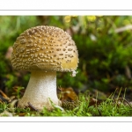 Amanita rubescens ( Amanite rougissante, Golmotte, Amanite vineuse)