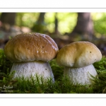 France, Somme (80), Crécy-en-Ponthieu, Forêt de Crécy, Champignon, Boletus edulis (Cèpe de Bordeaux, Cèpe comestible, Gros pied) // France, Somme (80), Crécy-en-Ponthieu, Forêt de Crécy, Mushroom, Boletus edulis