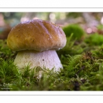 France, Somme (80), Crécy-en-Ponthieu, Forêt de Crécy, Champignon, Boletus edulis (Cèpe de Bordeaux, Cèpe comestible, Gros pied) // France, Somme (80), Crécy-en-Ponthieu, Forêt de Crécy, Mushroom, Boletus edulis