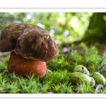 bolet à pied rouge (boletus erythropus)