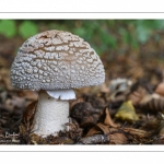 Amanita rubescens ( Amanite rougissante, Golmotte, Amanite vineuse)