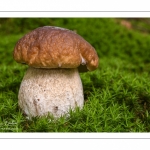 Boletus edulis (Cèpe de Bordeaux, Cèpe comestible, Gros pied)