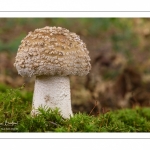 Amanita rubescens ( Amanite rougissante, Golmotte, Amanite vineuse)