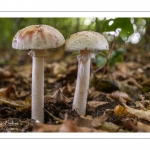 Amanita rubescens ( Amanite rougissante, Golmotte, Amanite vineuse)