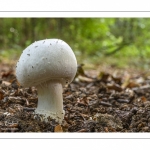 France, Somme (80), Crécy-en-Ponthieu, Forêt de Crécy, Champignon, Agaricus sp. // France, Somme (80), Crécy-en-Ponthieu, Forêt de Crécy, Mushroom, Agaricus sp.