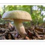 Russula violeipes (Russule à pied violet)