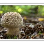 Amanita rubescens ( Amanite rougissante, Golmotte, Amanite vineuse)