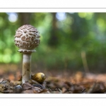 Macrolepiota rhacodes (lépiote déguenillée)