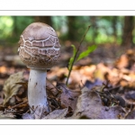 Macrolepiota rhacodes (lépiote déguenillée)