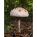 Macrolepiota procera ( lépiote élevée, coulemelle)