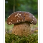 Boletus aestivalis (cèpe d’été)