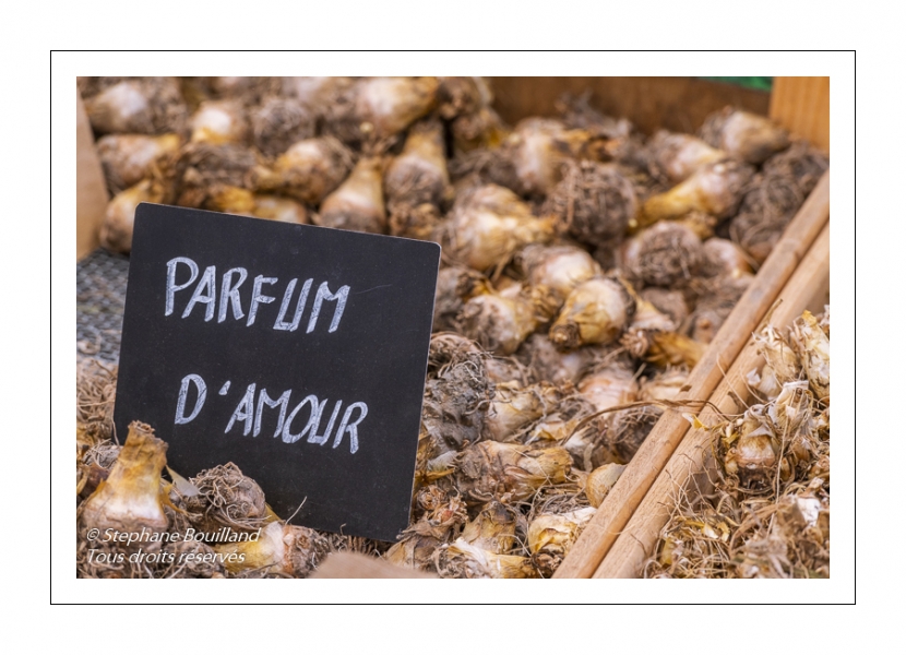 oignons - Journées des Plantes de Chantilly