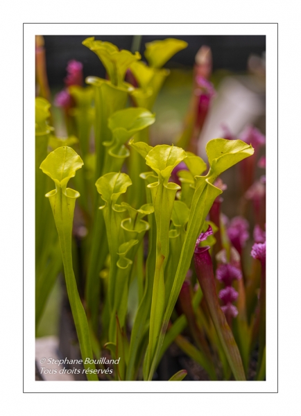 Sarracenia flava, plante carnivore - Journées des Plantes de Chantilly