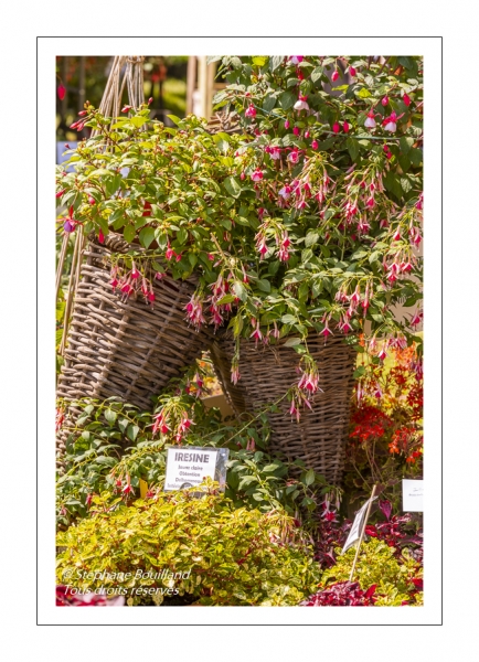 Journées des Plantes de Chantilly