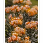 Leucospermum cordifolium Mardi Gras - Journées des Plantes de Chantilly