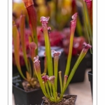 Sarracénie de Mitchell, Sarracenia  mitchelliana, plante carnivore - Journées des Plantes de Chantilly