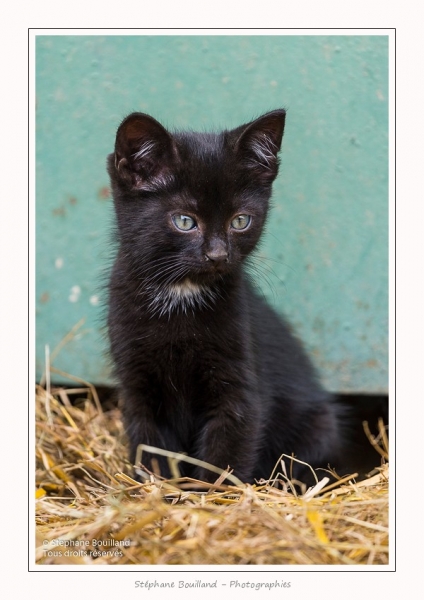 Chats_Osnes_09_05_2015_021-border