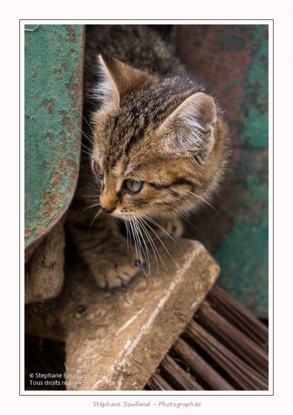 Chats_Osnes_09_05_2015_028-border