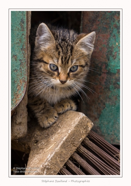 Chats_Osnes_09_05_2015_030-border