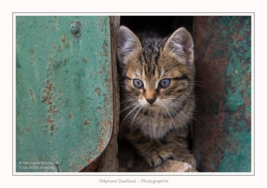 Chats_Osnes_09_05_2015_034-border