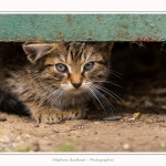 Chats_Osnes_09_05_2015_003-border