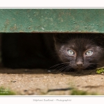 Chats_Osnes_09_05_2015_005-border