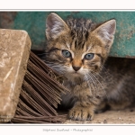 Chats_Osnes_09_05_2015_006-border