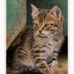 Chats_Osnes_09_05_2015_015-border