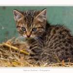 Chats_Osnes_09_05_2015_016-border