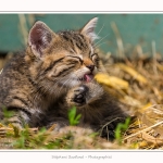 Chats_Osnes_09_05_2015_018-border