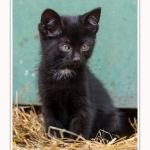Chats_Osnes_09_05_2015_021-border