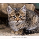 Chats_Osnes_09_05_2015_025-border
