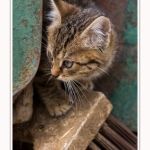 Chats_Osnes_09_05_2015_028-border
