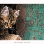Chats_Osnes_09_05_2015_029-border