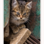 Chats_Osnes_09_05_2015_030-border