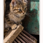 Chats_Osnes_09_05_2015_036-border