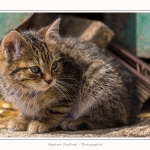 Chats_Osnes_09_05_2015_037-border