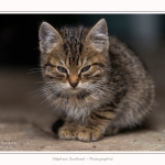 Chats_Osnes_09_05_2015_038-border