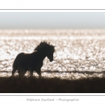 Une jeune fille travaille au dÃ©bourrage de son cheval Henson, dans les molliÃ¨res. La race Henson a Ã©tÃ© dÃ©veloppÃ©e en Baie de Somme - Saison : Hiver - Lieu :  Plages de la Maye, Le Crotoy, Baie de Somme, Somme, Picardie, France