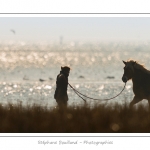 Une jeune fille travaille au dÃ©bourrage de son cheval Henson, dans les molliÃ¨res. La race Henson a Ã©tÃ© dÃ©veloppÃ©e en Baie de Somme - Saison : Hiver - Lieu :  Plages de la Maye, Le Crotoy, Baie de Somme, Somme, Picardie, France