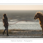 Une jeune fille travaille au dÃ©bourrage de son cheval Henson, dans les molliÃ¨res. La race Henson a Ã©tÃ© dÃ©veloppÃ©e en Baie de Somme - Saison : Hiver - Lieu :  Plages de la Maye, Le Crotoy, Baie de Somme, Somme, Picardie, France