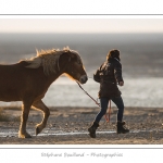 Une jeune fille travaille au dÃ©bourrage de son cheval Henson, dans les molliÃ¨res. La race Henson a Ã©tÃ© dÃ©veloppÃ©e en Baie de Somme - Saison : Hiver - Lieu :  Plages de la Maye, Le Crotoy, Baie de Somme, Somme, Picardie, France