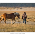 Une jeune fille travaille au dÃ©bourrage de son cheval Henson, dans les molliÃ¨res. La race Henson a Ã©tÃ© dÃ©veloppÃ©e en Baie de Somme - Saison : Hiver - Lieu :  Plages de la Maye, Le Crotoy, Baie de Somme, Somme, Picardie, France