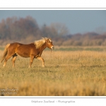 AprÃ¨s une sÃ©ance de travail avec sa cavaliÃ¨re, cet Ã©talon Henson profite de gambader en libertÃ© dans les molliÃ¨res de la Baie de Somme. La race Henson a Ã©tÃ© dÃ©veloppÃ©e en Baie de Somme - Saison : Hiver - Lieu :  Plages de la Maye, Le Crotoy, Baie de Somme, Somme, Picardie, France