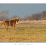 AprÃ¨s une sÃ©ance de travail avec sa cavaliÃ¨re, cet Ã©talon Henson profite de gambader en libertÃ© dans les molliÃ¨res de la Baie de Somme. La race Henson a Ã©tÃ© dÃ©veloppÃ©e en Baie de Somme - Saison : Hiver - Lieu :  Plages de la Maye, Le Crotoy, Baie de Somme, Somme, Picardie, France