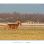 AprÃ¨s une sÃ©ance de travail avec sa cavaliÃ¨re, cet Ã©talon Henson profite de gambader en libertÃ© dans les molliÃ¨res de la Baie de Somme. La race Henson a Ã©tÃ© dÃ©veloppÃ©e en Baie de Somme - Saison : Hiver - Lieu :  Plages de la Maye, Le Crotoy, Baie de Somme, Somme, Picardie, France