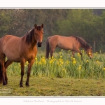 Henson_iris_28_05_2016_001-border