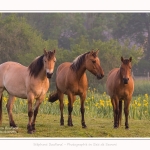 Henson_iris_28_05_2016_006-border